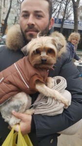 transport-caini-yorkshire terrier